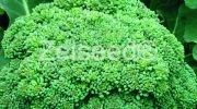 0203 BROKOLICA CALABRESE