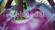 0354 KALERÁB MODRÝ VIOLETA