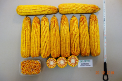 1780-ZE-PRENDA