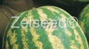 2105 MELÓN CRIMSON SWEET