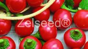 2551 PAPRIKA ČEREŠŇOVÁ OSTRÁ KORÁL