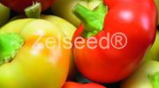2552 PAPRIKA JABĹČKOVÁ ŠTIPĽAVÁ ILIKA