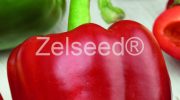 2633 PAPRIKA JORGA F1