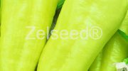 2635 PAPRIKA ZUZKA