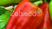 2641 PAPRIKA PETRA