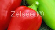 2644 PAPRIKA POLANOVA