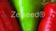 2645 PAPRIKA BOJANKA