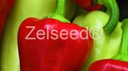 2646 PAPRIKA VIKI ZEL