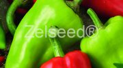 2647 PAPRIKA FIONELA