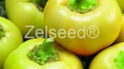 2652 PAPRIKA ILSA ZEL