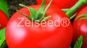 3223 RAJČIAK ADY ZEL F1