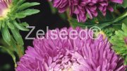 9128 ASTRA AMERICKÁ KRÁSKA PURPUROVOFIALOVÁ