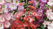 9450 PENSTEMON ZMES