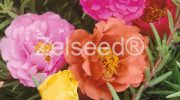 9476 PORTULAKA ZMES