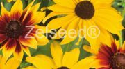 9485 RUDBEKIA ZMES