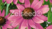 9800 RUDBEKIA RUŽOVÁ